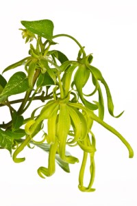 ylang ylang flowers